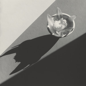 robert mapplethorpe, still life photography