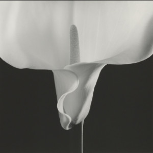 robert mapplethorpe art, black and white flower