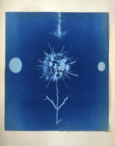 A Birthday Picture for Hermine (ca. 1952), by Robert Rauschenberg, monoprint: exposed blueprint paper, 18 x 16 inches. © Robert Rauschenberg Foundation.