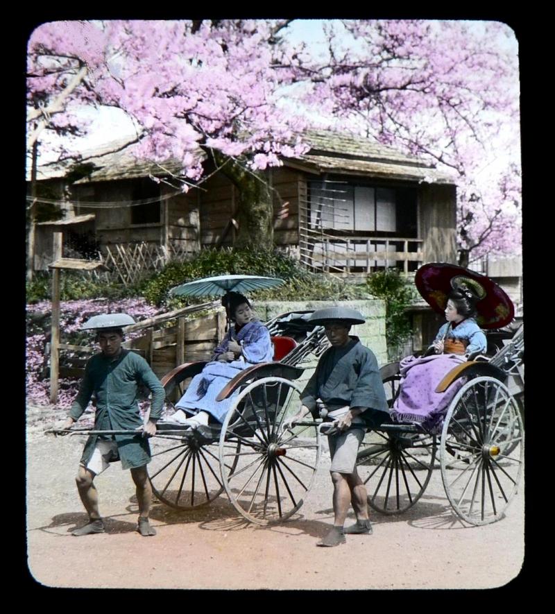 Geishas in rickshaws under cherry blossoms.