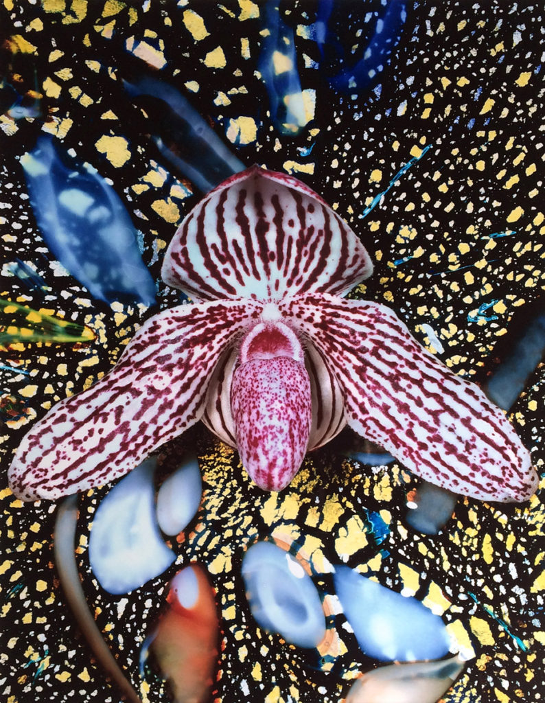 Christopher Beane Paphiopedilum