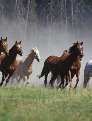 horse running