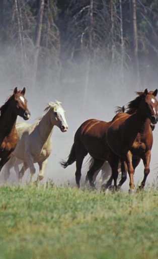 horse running