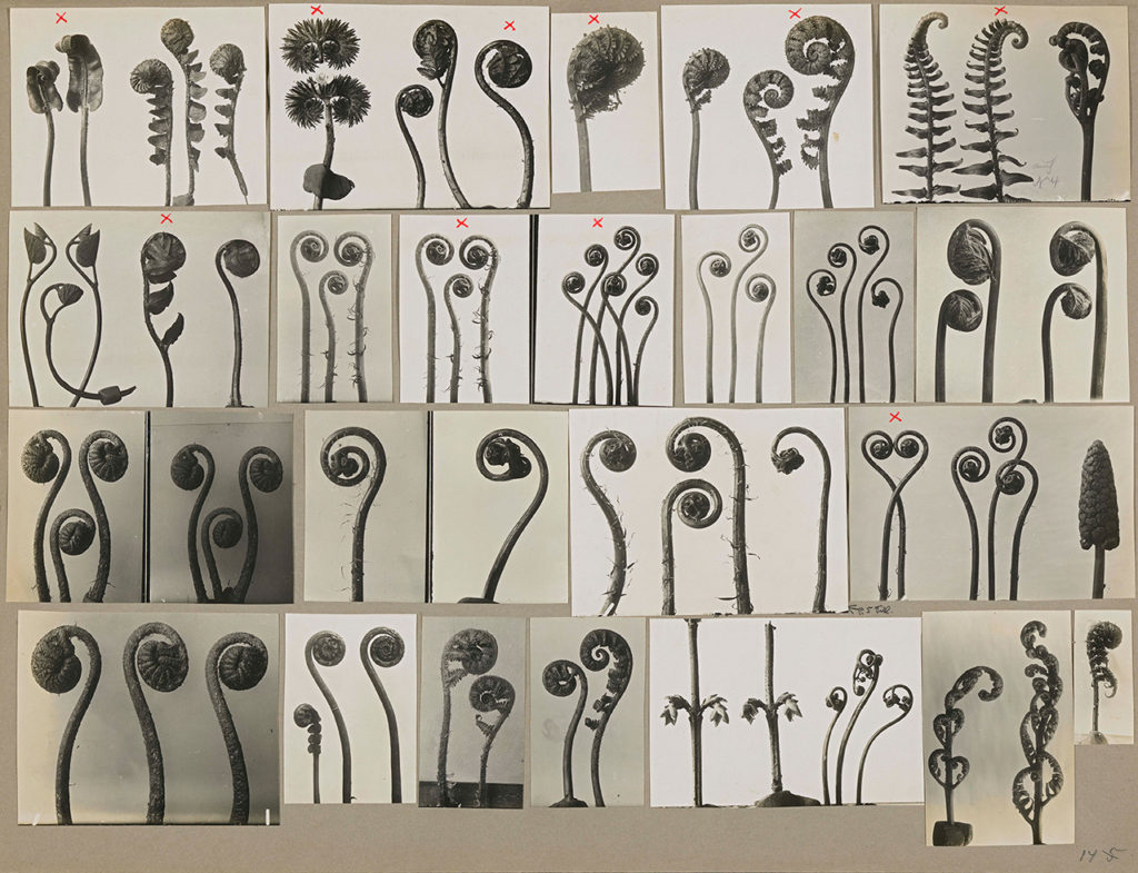 Ferns I Working collage 1977 Karl Blossfeldt