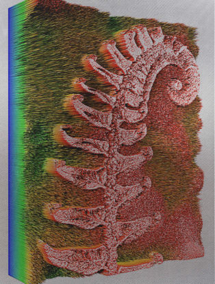 Polystichum munitum 2015 Spiros Hadjidjanos