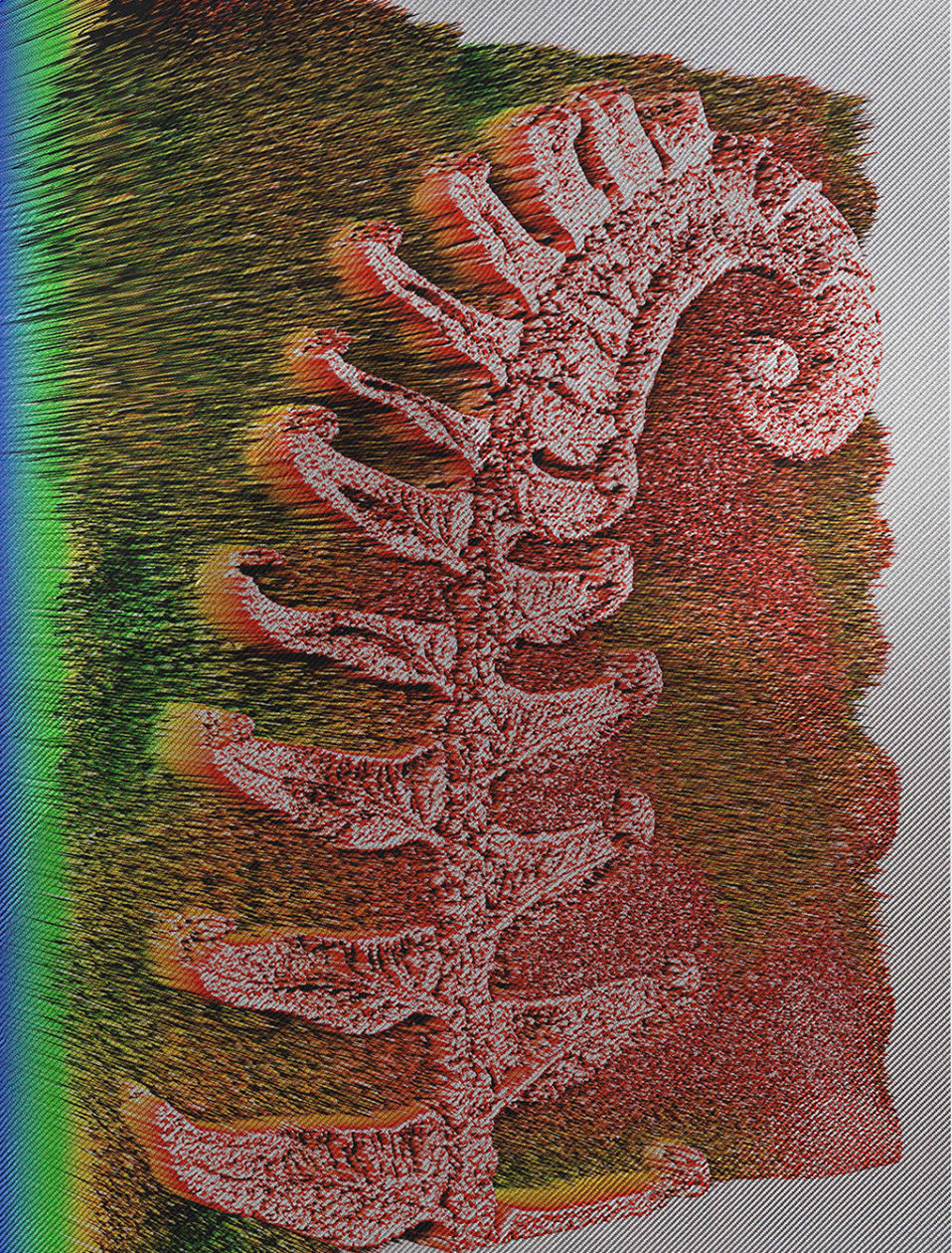 Polystichum munitum 2015 Spiros Hadjidjanos