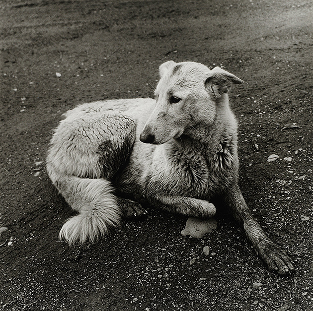 Peter Hujar. Dog