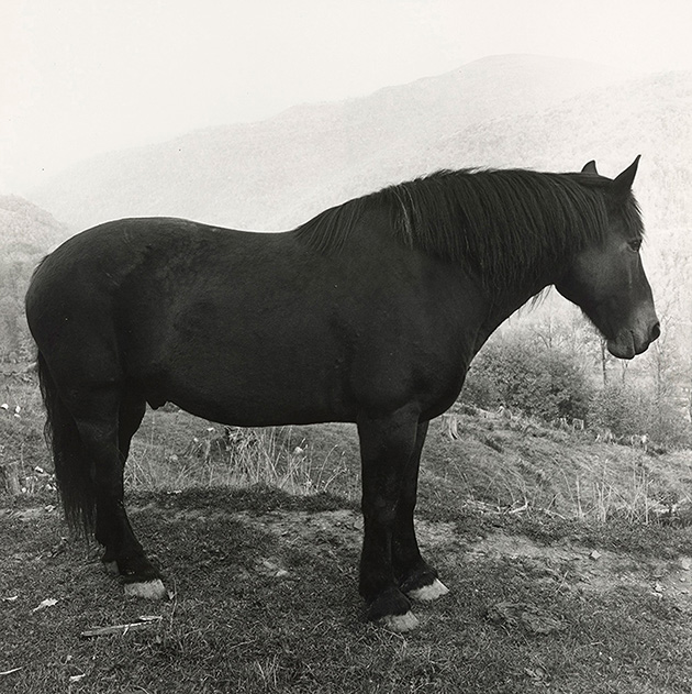 Peter Hujar. Horse