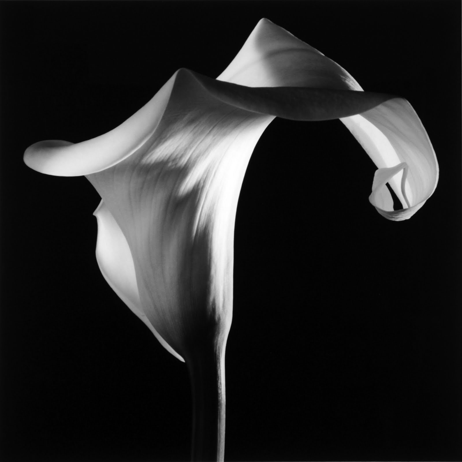 Calla Lily 1986. Courtesy of the Robert Mapplethorpe Foundation.
