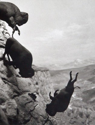 art-David-Wojnaowicz