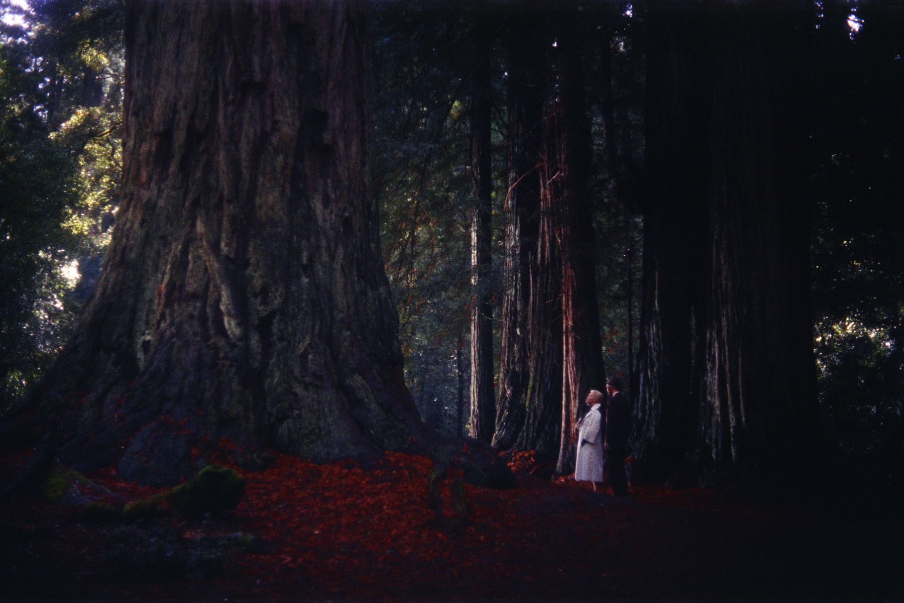 couple walks through Redwood forest in Vertigo 1958