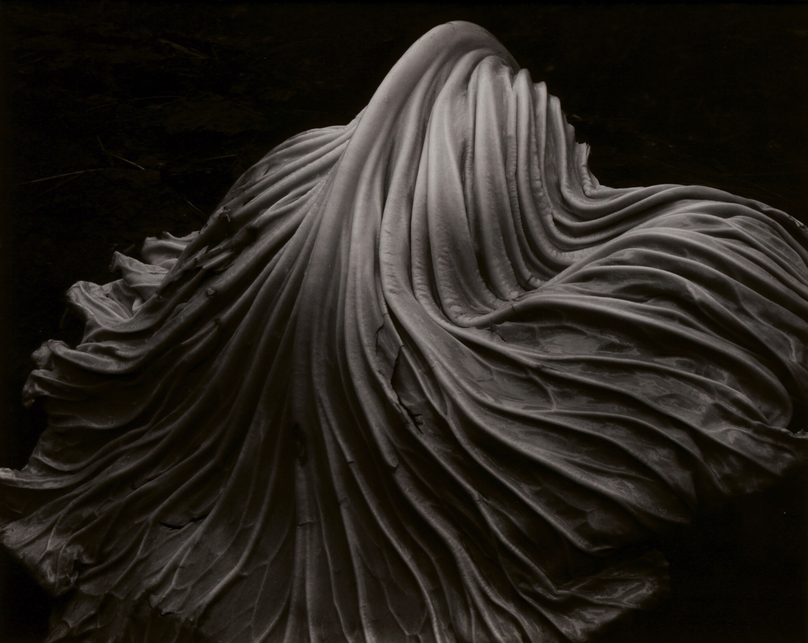 photograph of a cabbage leaf