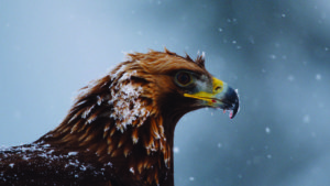 planet earth II
