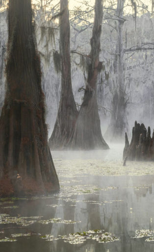 bayou