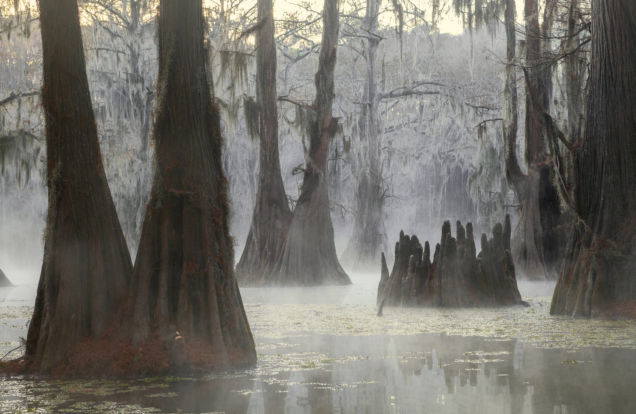 bayou
