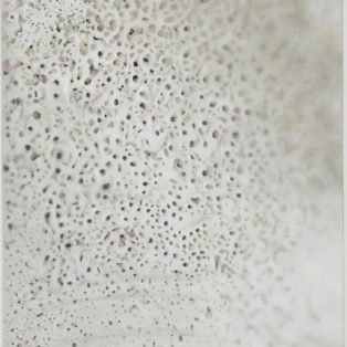 Shell by Vija Celmins
