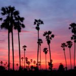 palm springs sunset palm trees