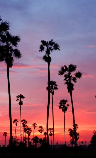 palm springs sunset palm trees