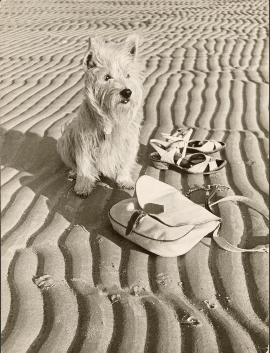 Paul Wolff [Dog at the beach], 1936 © Dr. Paul Wolff & Tritschler, Courtesy of The J. Paul Getty Museum