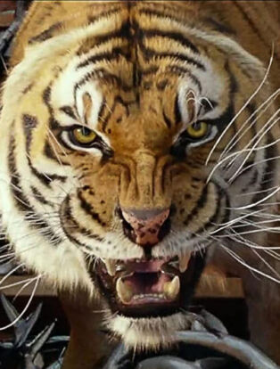 the life of pi tiger in boat