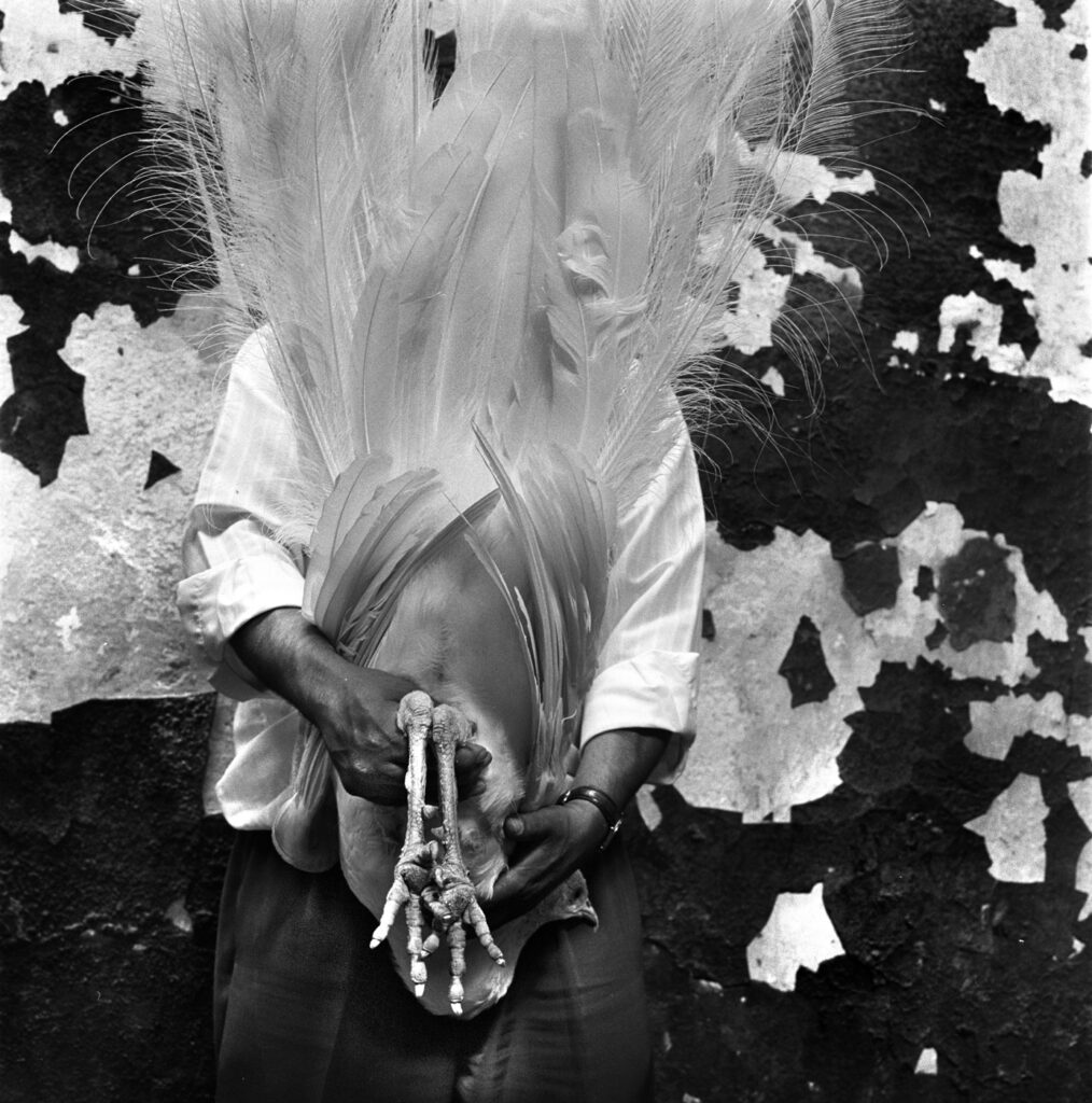 SALVADOR and Peacock, Debbie Fleming Caffery