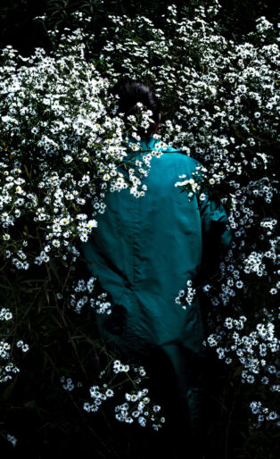 Boltonia Asteroides, Cig harvey