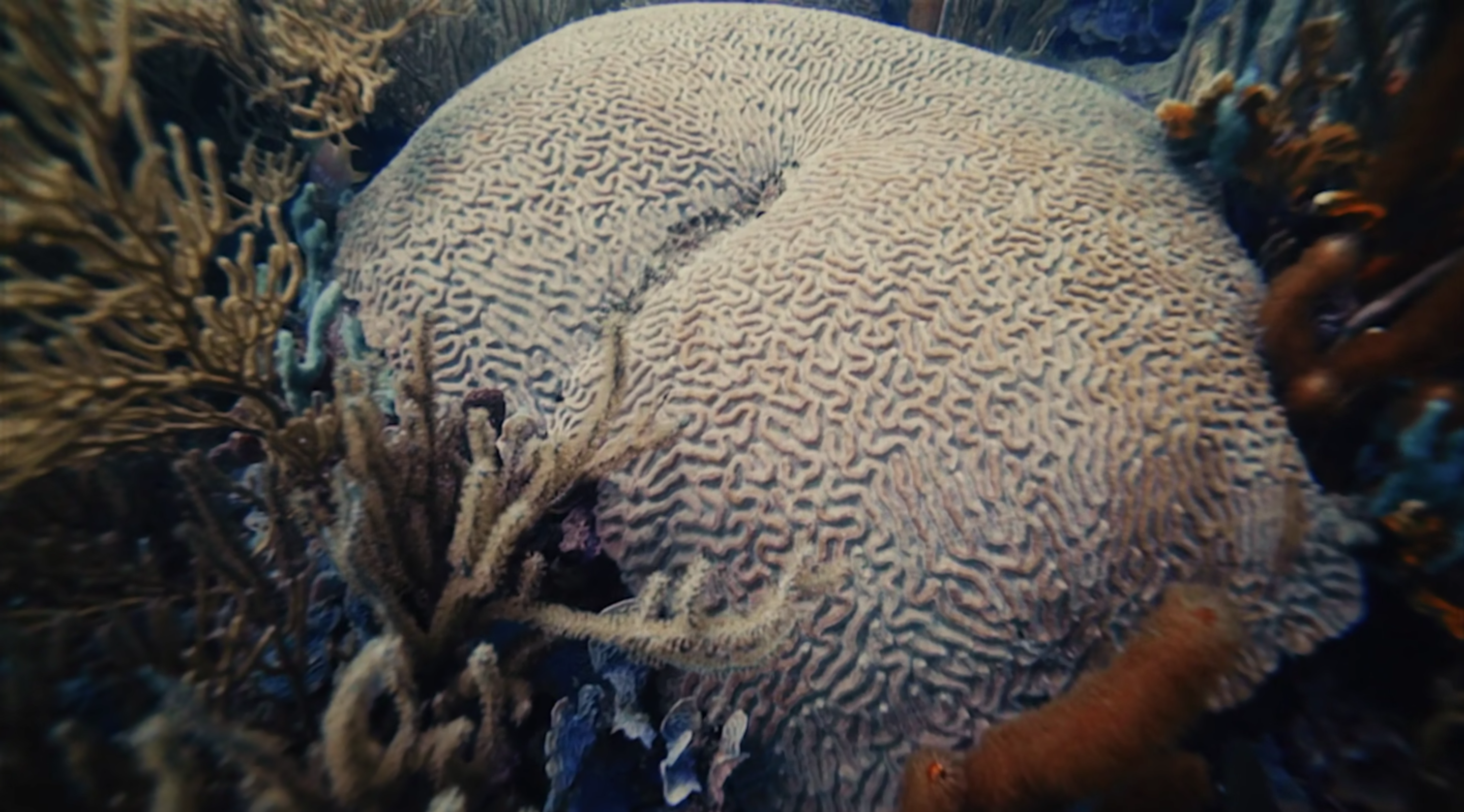 Dive Tierra Bomba Dive
