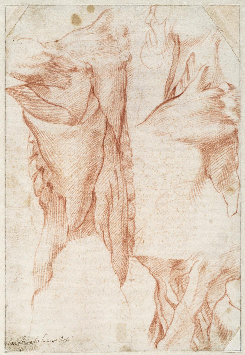 Studies of A Neck and Shoulder, from the Back and Side