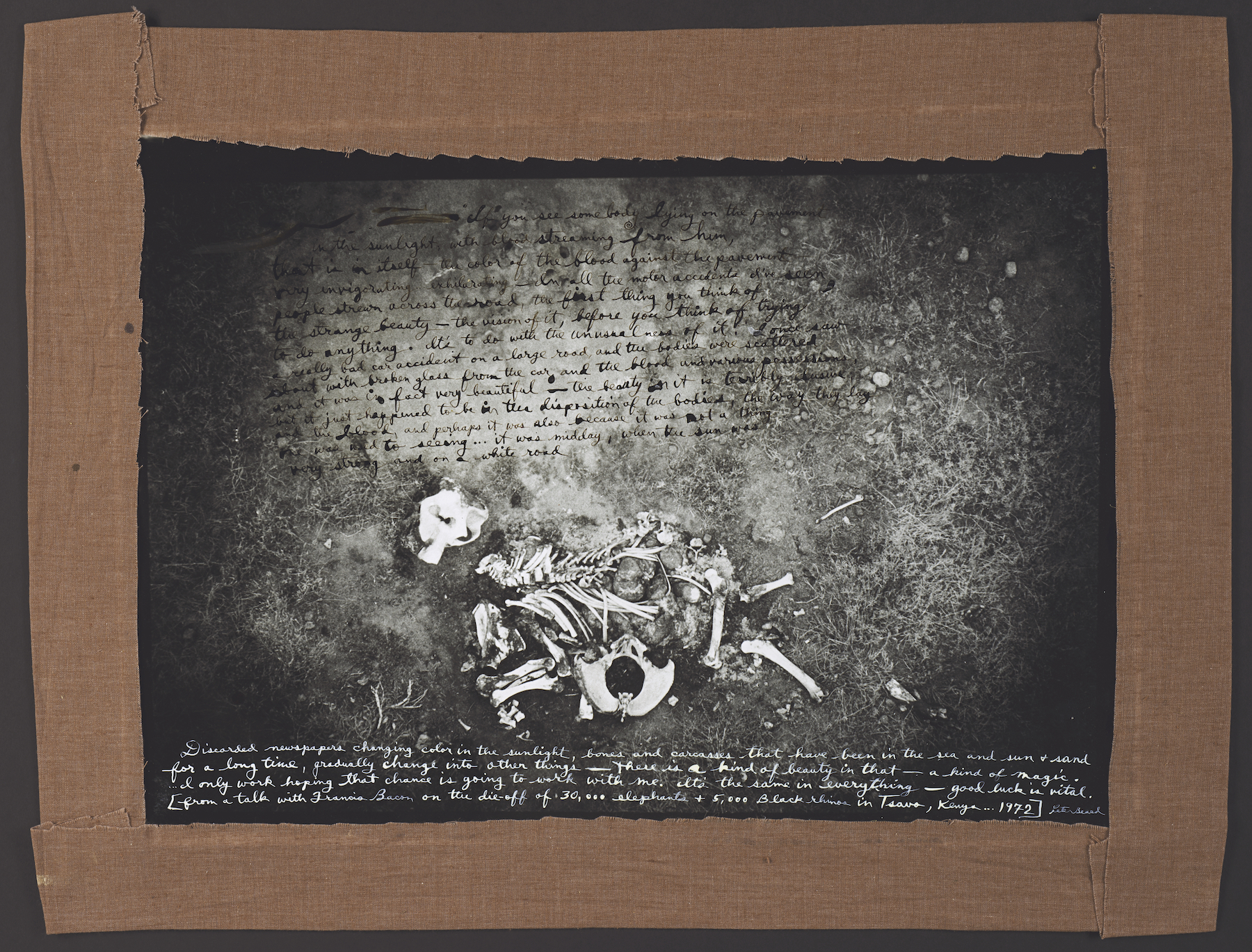 Peter Beard, ICP Dead Elephant, 1971-2/1977 © The Estate of Peter Beard